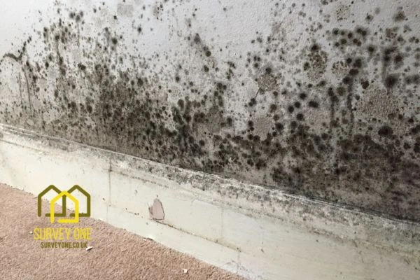 What’s the First Step to Take When You Notice Damp on a Party Wall Watford?